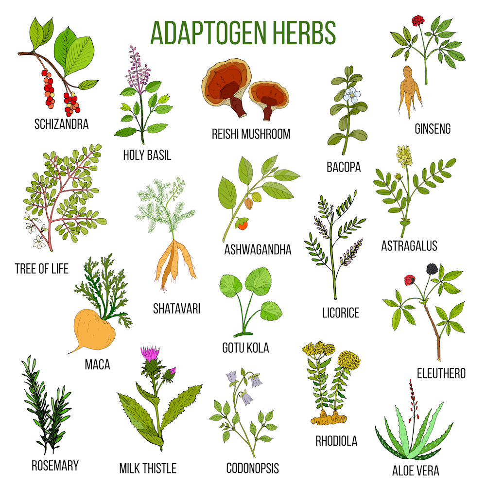 adaptogen herbs